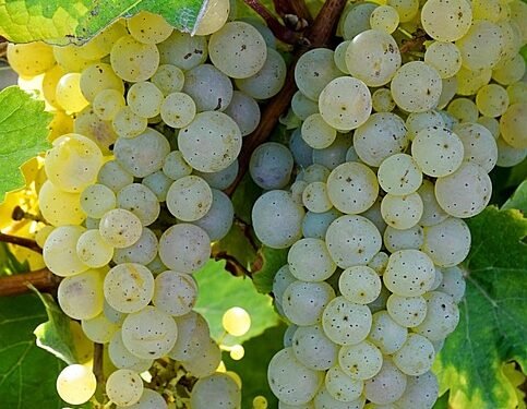 Revolutionizing Cannabis Cultivation: The Power of Hydroponic Growth