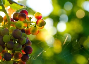 From Seed to Harvest: Understanding the Cannabis Growth Cycle