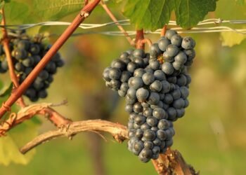 Mastering the Art of Cannabis Strain Selection: Finding Your Perfect Match