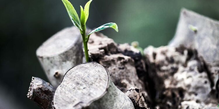 Unlocking the Secrets of Cannabis: The Essential Light Requirements for Healthy Growth