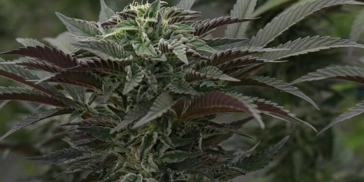 The Healing Power of Cannabinoids: Unlocking Nature’s Remedies for Better Health