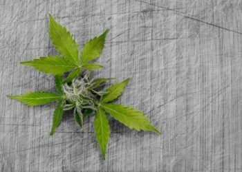 Unveiling the Healing Power: Exploring the Best Medical Marijuana Strains for Relief