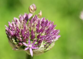 Unveiling the Art of Organic Cannabis Cultivation: Nurturing Nature’s Finest Buds