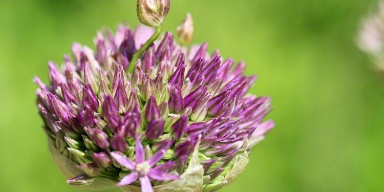 Unveiling the Art of Organic Cannabis Cultivation: Nurturing Nature&rsquo;s Finest Buds