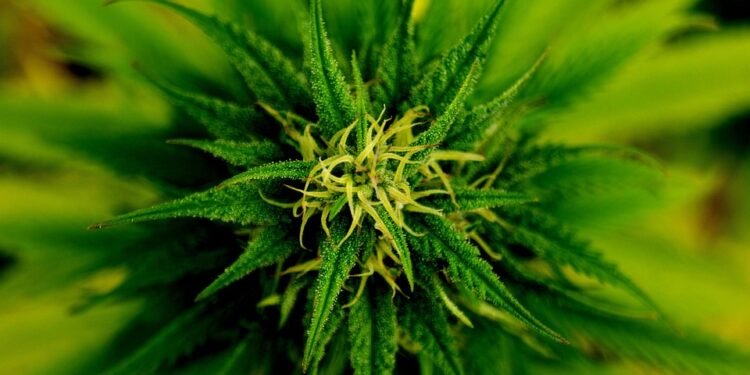 Unlocking the Healing Power: The Role of Medical Marijuana Doctors in Modern Healthcare