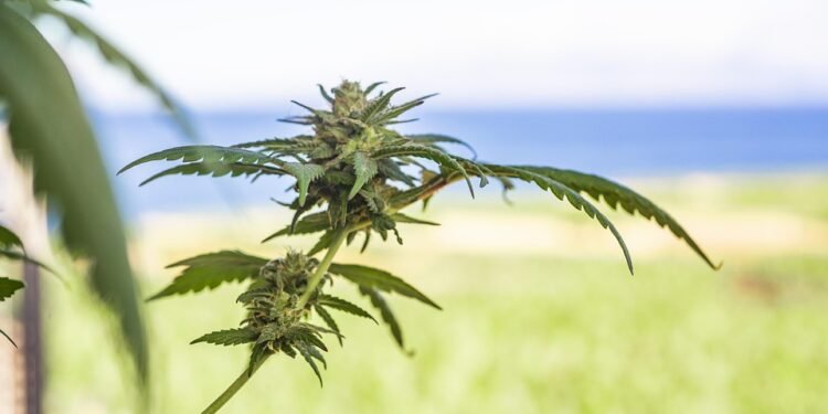 Finding Peace: How MMJ Can Help Manage Anxiety