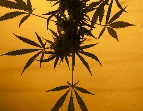 Unlocking the Healing Power: The Remarkable Benefits of Medical Cannabis