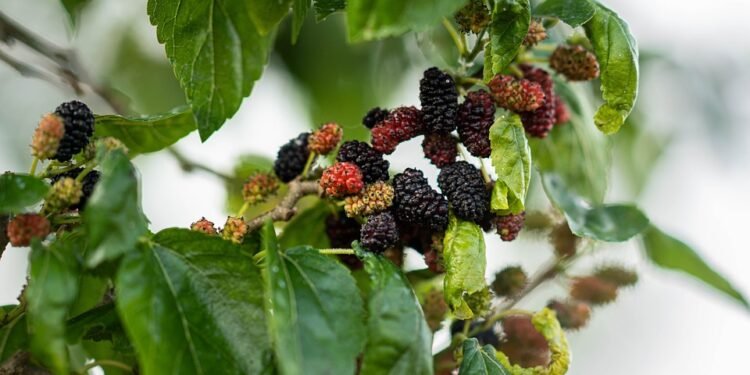 Unlocking the Healing Power of Cannabis: A Holistic Approach to Health and Wellness