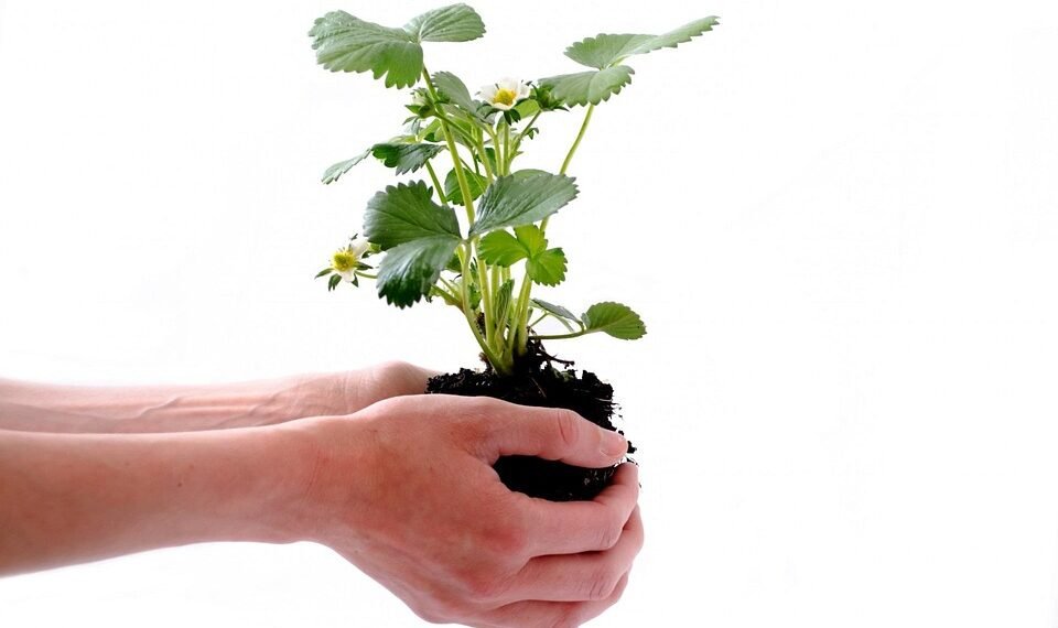 Unlocking the Secrets of Cloning: Maximizing Your Cannabis Harvest with Propagation Techniques