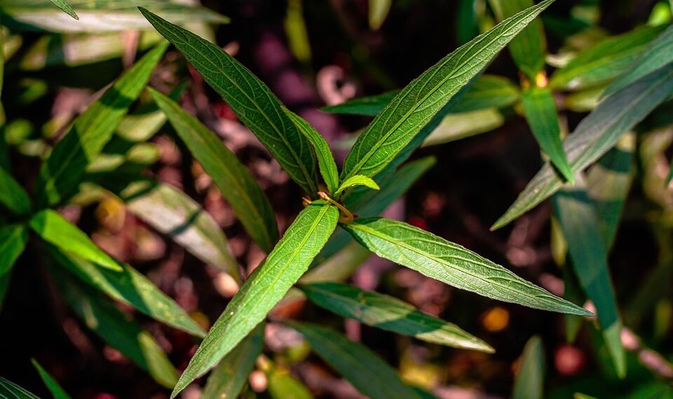 The Ultimate Guide to Choosing the Perfect Cannabis Strain for Your Needs