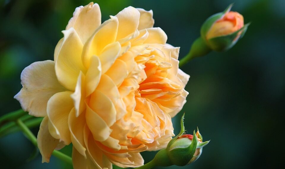 Grow Your Own: The Ultimate Guide to Indoor Cannabis Cultivation