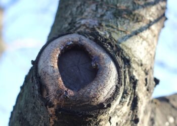 Mastering the Art of Growing Premium Cannabis Strains: A Guide to Cultivation Success