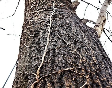 Unveiling the Best: Award-Winning Cannabis Strains Worth Trying