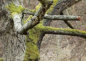 The Ultimate Guide to Cannabis Strain Profiles: Uncovering the Potency, Effects, and Flavor Profiles of Your Favorite Strains