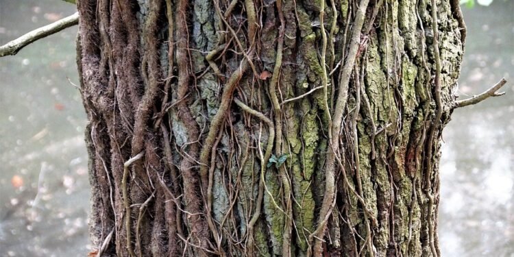 The Power of Potency: Unlocking the Strength of Cannabis Strains