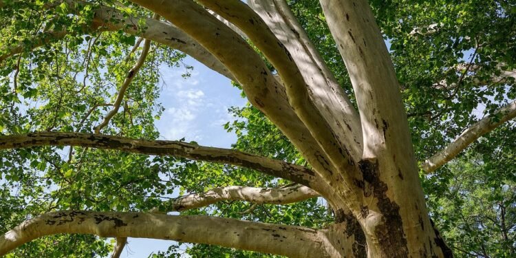 The Ultimate Guide to Cannabis Strain Profiles: Unlocking the Power of Potency, Flavor, and Effects