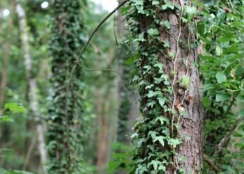 Exploring the World of Exotic Cannabis: Unveiling Rare Strains and Their Mystical Origins