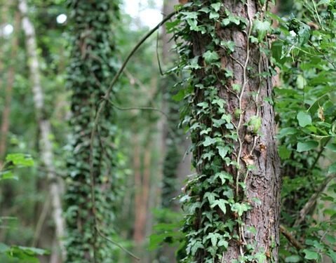 Exploring the World of Exotic Cannabis: Unveiling Rare Strains and Their Mystical Origins