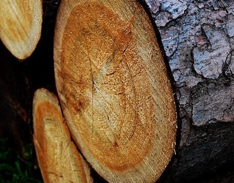 Unveiling the Top Award-Winning Cannabis Strains: A Journey into Excellence