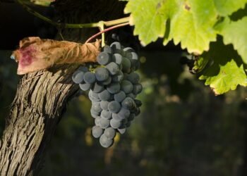 The Ultimate Cannabis Strain Handbook: Your Go-To Guide for Finding the Perfect Bud