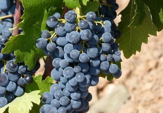 The Art of Cannabis: Exploring the Unique Profiles of Popular Strains