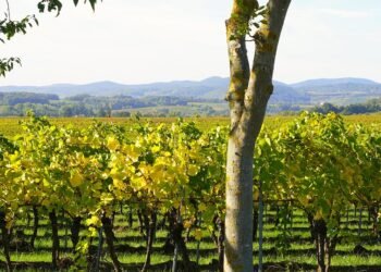 Mastering the Art of Cannabis Soil: A Guide to Preparing the Perfect Foundation for Your Plants