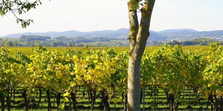 Mastering the Art of Cannabis Soil: A Guide to Preparing the Perfect Foundation for Your Plants