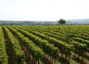 The Green Thumb’s Guide to Cannabis Cultivation: A Comprehensive Approach to Plant Care