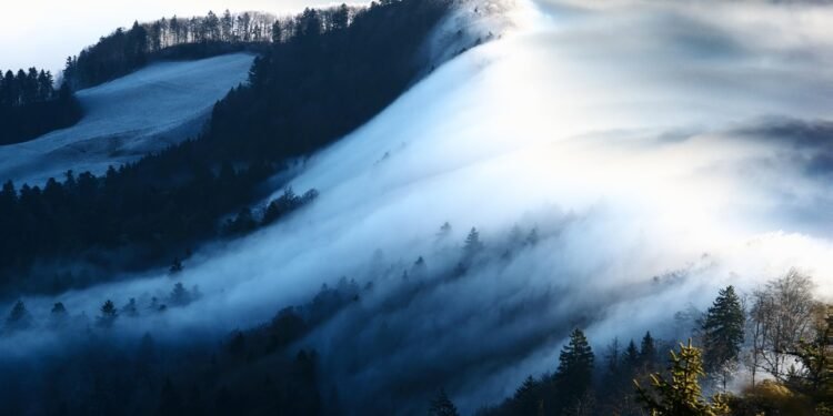 Navigating the Green Maze: The Complex World of Cannabis Export Regulations