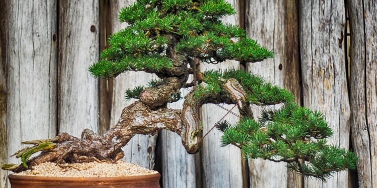 Uncovering the Holy Grail: Exploring the World of Rare Cannabis Strains