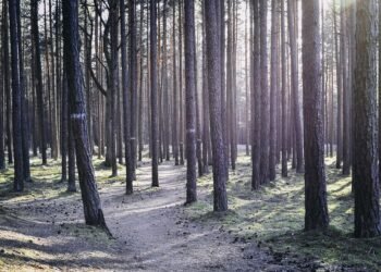 Bud Battle: Comparing Top Cannabis Strains for the Ultimate High