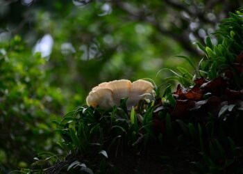 Defending Your Crop: The Ultimate Guide to Cannabis Pest Control