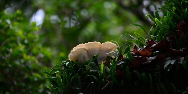 Defending Your Crop: The Ultimate Guide to Cannabis Pest Control