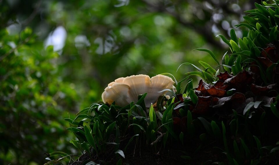 Defending Your Crop: The Ultimate Guide to Cannabis Pest Control