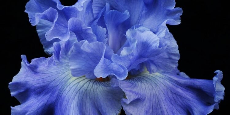 Mastering the Art of Cannabis Pruning: Expert Tips for Maximizing Yield and Quality