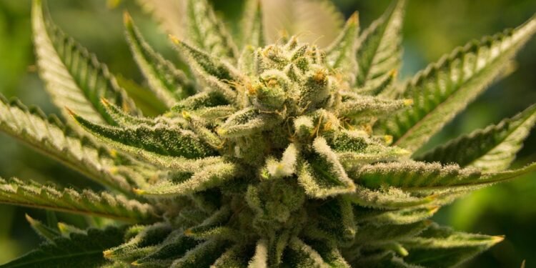 Indulge Your Senses: Exploring the Delicious World of MMJ Edibles