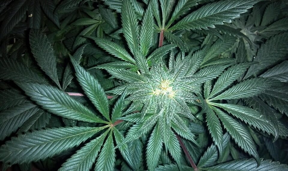 The Ultimate Guide to Unlocking the Healing Power of THC Tinctures