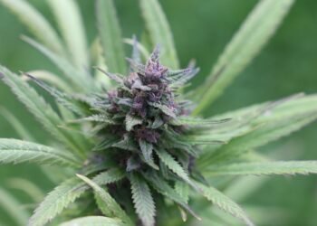 The Ultimate Guide to Unlocking the Power of THC Oil: Your Complete Resource for Health and Wellness