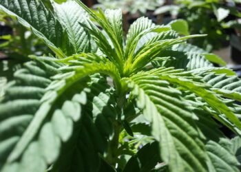 Unveiling the Top Award-Winning Cannabis Strains: The Best of the Best in Potency, Flavor, and Effects