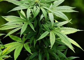 Relief in Bloom: How Medical Marijuana is Revolutionizing Arthritis Treatment