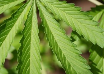 The Ultimate Guide to Perfecting Your Cannabis Watering Schedule: Tips, Tricks, and Techniques