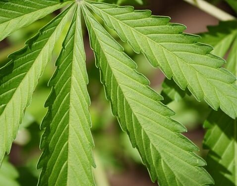 The Ultimate Guide to Perfecting Your Cannabis Watering Schedule: Tips, Tricks, and Techniques