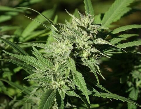 Higher State of Zen: Exploring the Connection Between Cannabis and Meditation