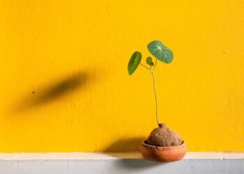 Nourishing Your Cannabis Garden: The Essential Guide to Nutrient Management