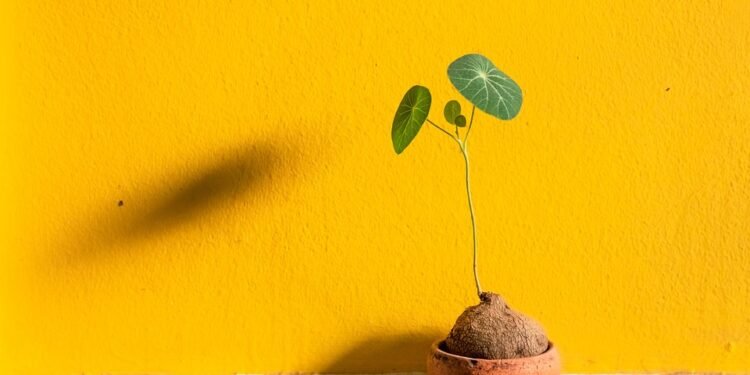 Nourishing Your Cannabis Garden: The Essential Guide to Nutrient Management