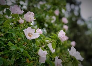 Mastering the Art of Cannabis Cultivation: Growing Top-Shelf Strains with Expert Techniques