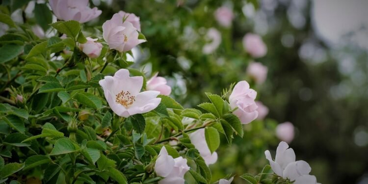 Mastering the Art of Cannabis Cultivation: Growing Top-Shelf Strains with Expert Techniques