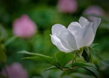 Unleashing the Power: Exploring the World of High-THC Cannabis Strains