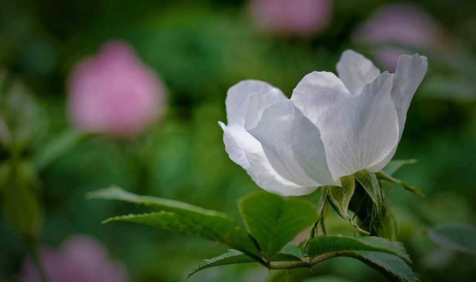 Unleashing the Power: Exploring the World of High-THC Cannabis Strains