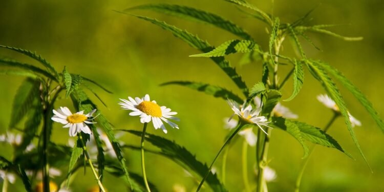 Mastering the Art of Cannabis Soil Cultivation: A Comprehensive Guide to Preparing the Perfect Growing Medium